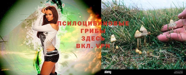 спиды Аркадак